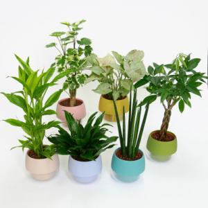 ふるさと納税 岡崎市 ハイミニビビスモーキー6個セット【オススメの観葉植物でお届け】