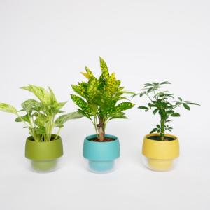 ふるさと納税 岡崎市 キュートビビスモーキー3個セット【B】【オススメの観葉植物でお届け】