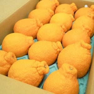 ふるさと納税 湯浅町 糖度13度以上 JAありだAQ中央のデコポン(和歌山県産) 秀品 約5キロ(1...