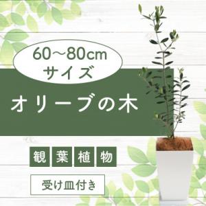 ふるさと納税 指宿市 【観葉植物】オリーブの木60cm〜80cm(014-1385)