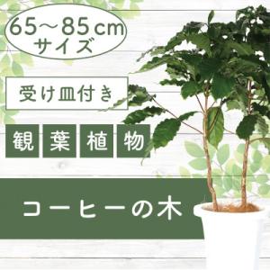 ふるさと納税 指宿市 【観葉植物】コーヒーの木65cm〜85cm(014-1400)