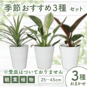 ふるさと納税 指宿市 【観葉植物】店主におまかせ!季節おすすめ3種セット4号鉢×3(014-1510...