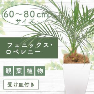ふるさと納税 指宿市 【観葉植物】フェニックス・ロベレニー60cm〜80cm(017-1469)