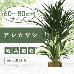 ふるさと納税 指宿市 【観葉植物】アレカヤシ60cm〜80cm(017-1366)