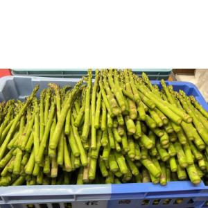 ふるさと納税 東かがわ市 はなまる農園のさぬきのめざめ　ほんま訳ありサイズバラ1.2kg