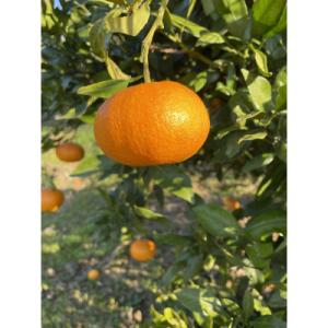 ふるさと納税 松山市 プリプリ&amp;シャキシャキ食感!甘平　5kg