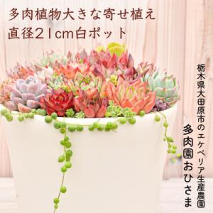 ふるさと納税 大田原市 多肉植物大きな寄せ植え直...の商品画像