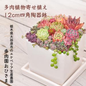 ふるさと納税 大田原市 多肉植物寄せ植え直径12cm四角陶器鉢