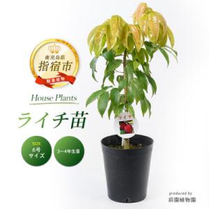 ふるさと納税 指宿市 【観葉植物】ライチ苗 6号サイズ(040-1492)