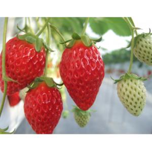 ふるさと納税 半田市 【愛知県半田市の市野園芸】いちご狩り招待券2名様