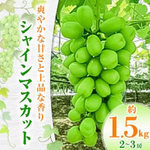 ふるさと納税 石岡市 シャインマスカット　約1.5kg(2〜3房)
