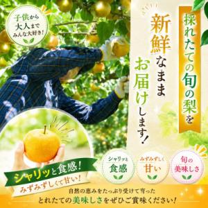 ふるさと納税 玉名市 厳選 旬の梨 約3kg(...の詳細画像1