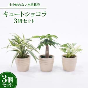 ふるさと納税 岡崎市 キュートショコラ3個セット【オススメの観葉植物でお届け】