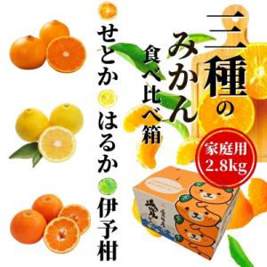 ふるさと納税 松山市 【三種のみかん食べ比べ箱】せとか・はるか・宮内伊予柑 (家庭用)約2.8kg&lt;...