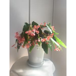 ふるさと納税 府中市 ベゴニアのパイオニア　花郷園オリジナル　木立性ベゴニア「マザーズ・ディ」　5号...