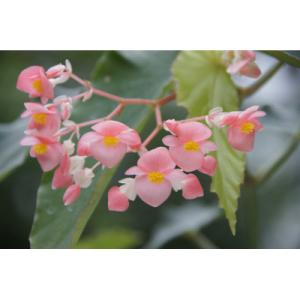 ふるさと納税 府中市 ベゴニアのパイオニア 花...の詳細画像1