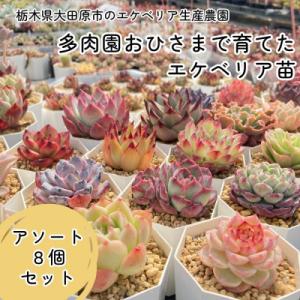 ふるさと納税 大田原市 エケベリア苗アソート8個セットの商品画像