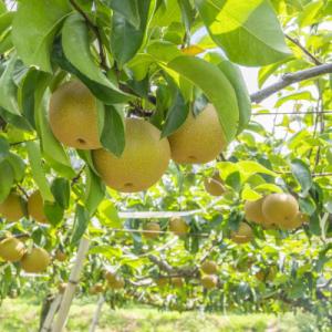 ふるさと納税 小山市 栃木県小山市産「梨」幸水5kg