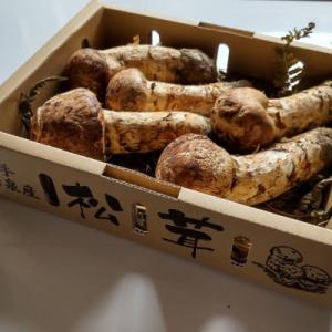ふるさと納税 岩泉町 【2026秋発送】産地直送　岩手県岩泉町産まつたけ　お任せつぼみセット1kg