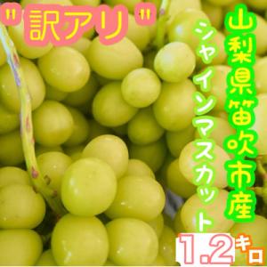 ふるさと納税 笛吹市 訳あり シャインマスカット 約1.2kg 山梨県 笛吹市産 朝採り 北浦ファー...