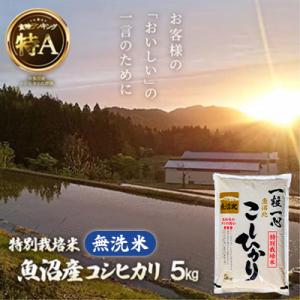 ふるさと納税 小千谷市 《無洗米》魚沼産コシヒカリ5kg【特別栽培米】令和6年産