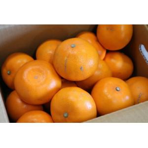 ふるさと納税 九度山町 せとか　約3kg　家庭用