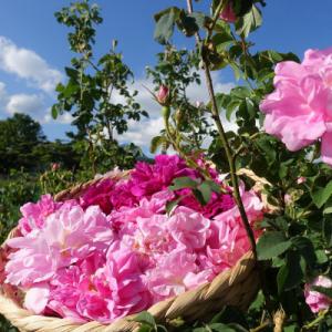 ふるさと納税 茅野市 ローズジャム(薔薇ジャム...の詳細画像3