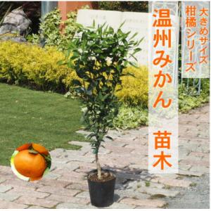 ふるさと納税 朝倉市 大きめサイズ　温州みかん　苗木　1本