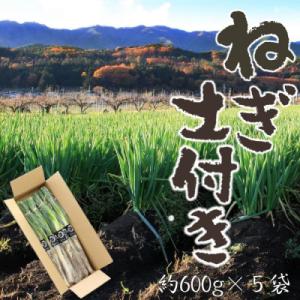 ふるさと納税 松川町 【南信州産】土付きねぎ　約3kg　11月中旬より順次発送開始　　JA24