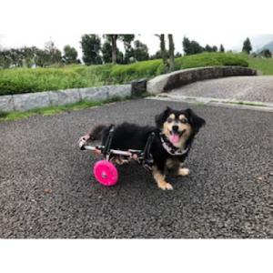 ふるさと納税 西条市 ペット用オーダーメイド車...の詳細画像2