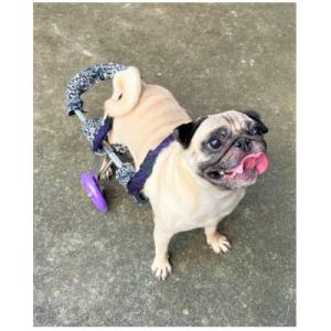 ふるさと納税 西条市 ペット用オーダーメイド車いす　中型犬