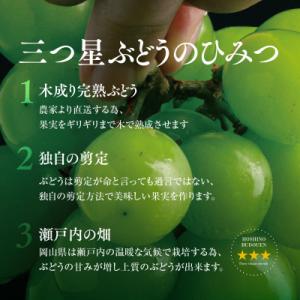 ふるさと納税 津山市 先行受付【三つ星ぶどう】...の詳細画像1