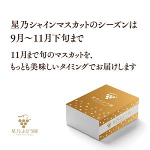 ふるさと納税 津山市 先行受付【三つ星ぶどう】...の詳細画像3
