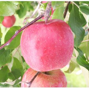 ふるさと納税 松川町 りんご サンふじ(長野県産秀品) 5kg【11月下旬〜12月中旬頃発送予定】 ...