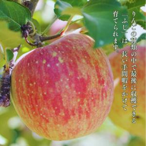 ふるさと納税 松川町 りんご サンふじ(長野県...の詳細画像1