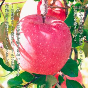 ふるさと納税 松川町 りんご サンふじ(長野県...の詳細画像2