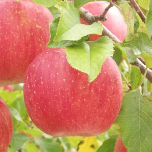 ふるさと納税 松川町 りんご サンふじ(長野県産訳あり品) 10kg【2026年1月上旬〜2月上旬頃...