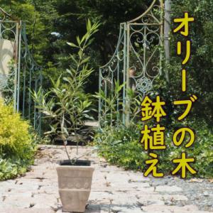 ふるさと納税 朝倉市 オリーブの木鉢植え(アンティークテラコッタ鉢21cm)
