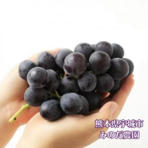 ふるさと納税 宇城市 【先行予約】【数量限定】...の詳細画像1