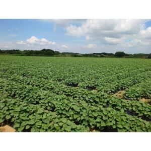 ふるさと納税 行方市 紅はるか冷凍焼き芋約M〜...の詳細画像3