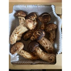 ふるさと納税 坂城町 坂城町産収穫　松茸　約1kg