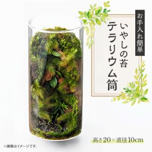 ふるさと納税 豊川市 いやしの苔テラリウム筒