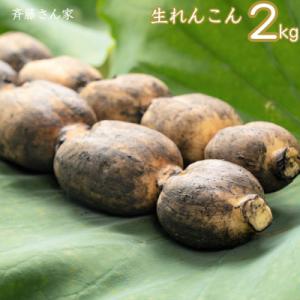 ふるさと納税 宇城市 【先行予約】 熊本県産 宇城市 レンコン 斉藤さん家の 「生」 れんこん 約2...