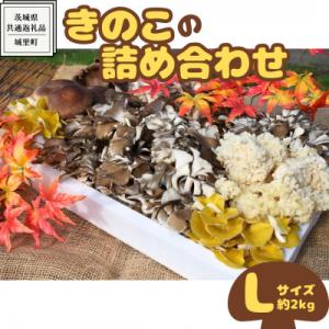 ふるさと納税 牛久市 きのこの詰め合わせ　Lサイズ(約2kg)(茨城県共通返礼品:城里町)