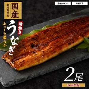 ふるさと納税 指宿市 【鹿児島県産】うなぎ蒲焼じっくり焼き約250g×2尾 木目化粧箱入り(020-...