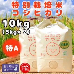 ふるさと納税 龍ケ崎市 令和7年『山田のややこ』特別栽培米コシヒカリ 精米 10kg【茨城県共通返礼品・河内町産】