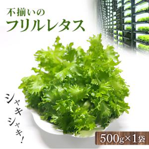 ふるさと納税 芝山町 不揃いのレタスたち(フリルレタス)500g×1袋