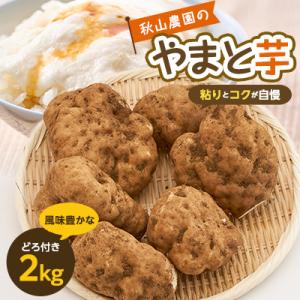 ふるさと納税 多古町 やまと芋の町!多古から「秋山農園のやまと芋」2kg(どろ付き)