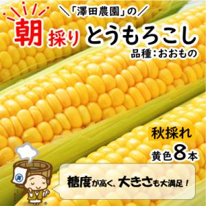 ふるさと納税 あわら市 【先行受付】秋とうもろこし 8本 おおもの 黄色 朝採り