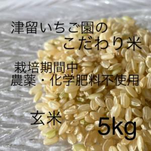 ふるさと納税 筑後市 津留いちご園のこだわり米　栽培期間中　農薬・化学肥料不使用(ヒノヒカリ 玄米 5kg)